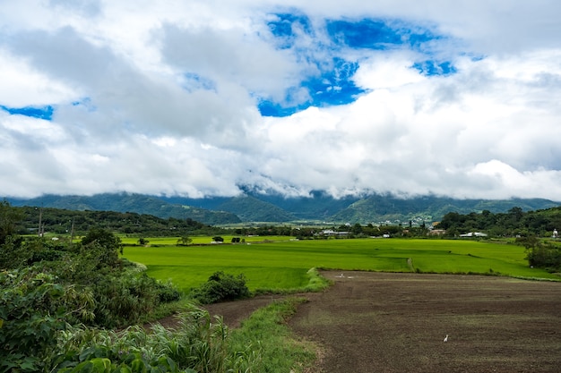 Grüne Reisfelder, weiße Wolken, Berge in Hualien, Taiwan.