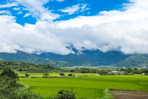 Grüne Reisfelder, weiße Wolken, Berge in Hualien, Taiwan.