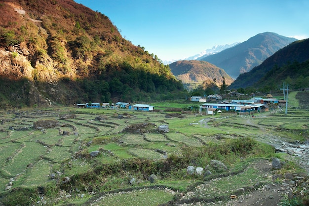 Grüne Reisfelderlandschaft in Nepalhügeln.