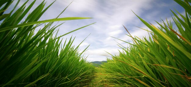 Grüne Reisfeldlandschaft