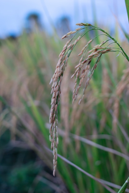 Grüne Reispflanze im Paddy in Thailand