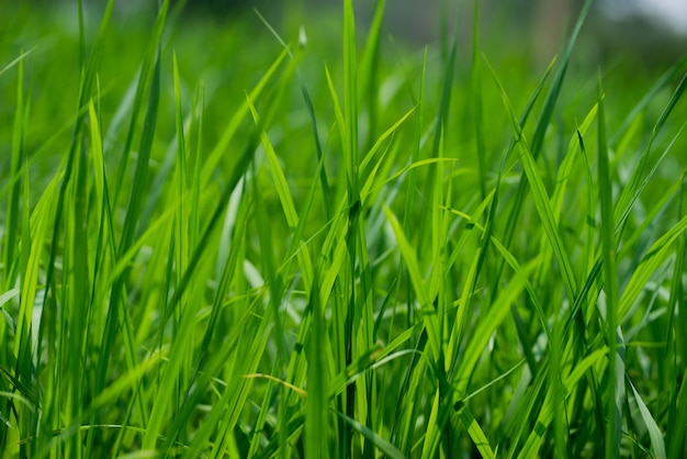 Grüne Reispflanzen auf dem Feld