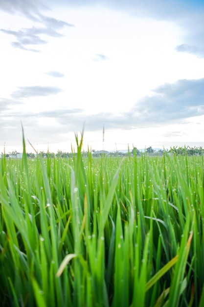 Grüne Reispflanzen auf einem Reisfeld mit Wolken im Hintergrund