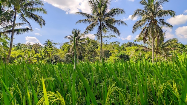 grüne Reispflanzen mit Kokosnussbäumen