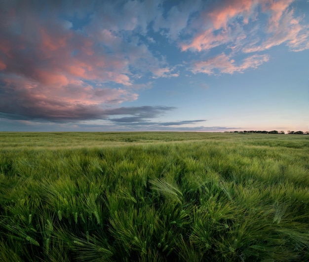 Grüne Roggenähren auf dem Feld und eine schöne lila rosa Wolke des Abendhimmels