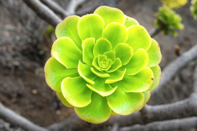 Grüne Rosetten der saftigen Aeonium arboreum endemische Pflanze der Kanarischen Inseln. Baum Aeonium oder Hauswurz oder irische Rose