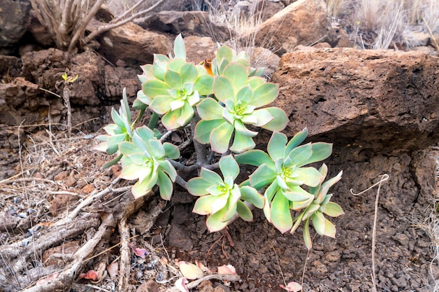 Grüne Rosetten der saftigen Aeonium arboreum endemische Pflanze der Kanarischen Inseln. Baum Aeonium oder housel