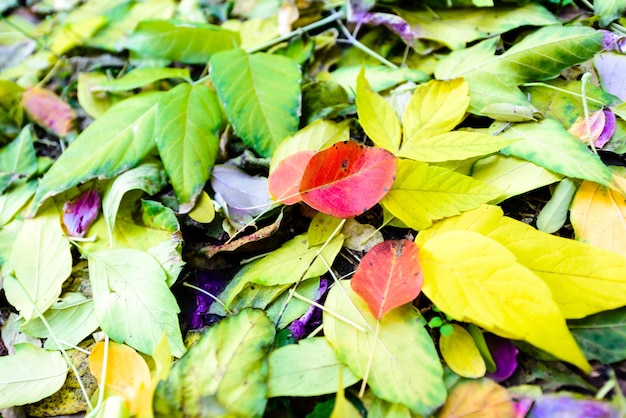 Grüne, rote und gelbe Blätter auf dem Boden im Herbst Wald