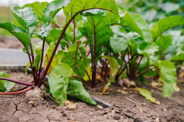 Grüne Rübenblätter mit roten Stielen Rüben im Garten Junge Rüben im Frühjahr