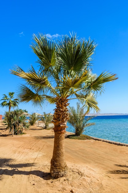 Grüne Sabal-Palme am Strand des Roten Meeres