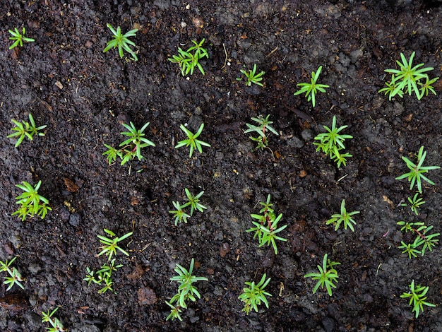 Grüne Sämlinge von jungen Pflanzen oder Blumen vor dem Hintergrund von dunkelschwarzem Boden