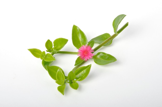 Grüne saftige Blätter und kleine rosa Blüten von Iceplant