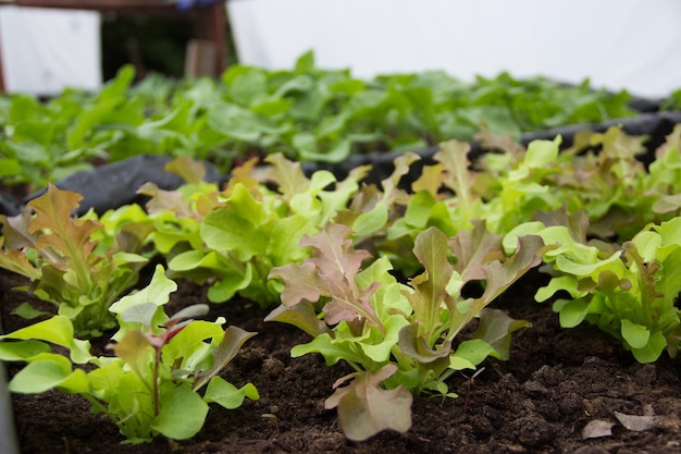 grüne Salate, die in einer Plantage wachsen