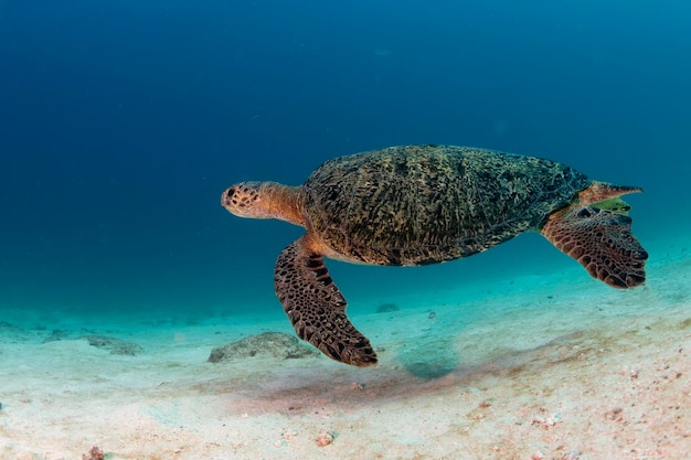 Grüne Schildkröte, die beim Tauchen unter Wasser zu Ihnen kommt
