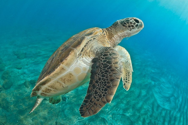 Grüne Schildkröte, die im Blau schwimmt