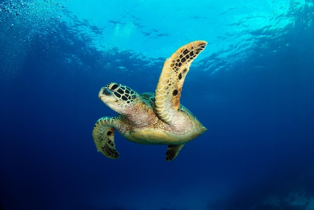 Foto grüne schildkröte. leben im meer von apo island, philippinen