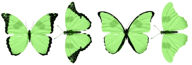 Grüne Schmetterlinge isoliert auf weißem Hintergrund. tropische Motten. Insekten für das Design. Aquarellfarben