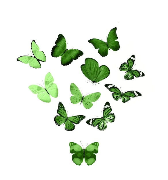 Grüne Schmetterlinge isoliert auf weißem Hintergrund. tropische Motten. Insekten für das Design. Aquarellfarben