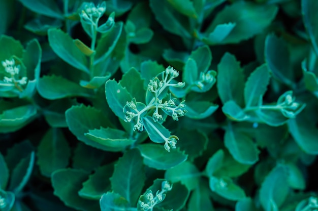 Grüne schöne Blume wächst im Garten