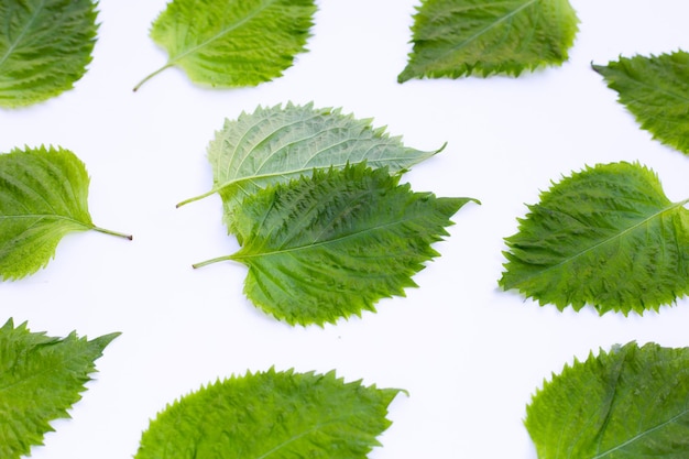 Grüne Shiso- oder Oba-Blätter auf weißem Hintergrund