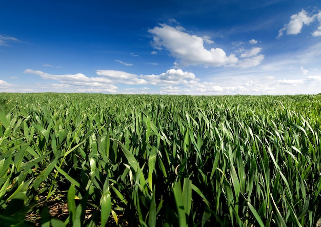 Grüne Sommerweizenernten, schöner Himmel mit Wolken