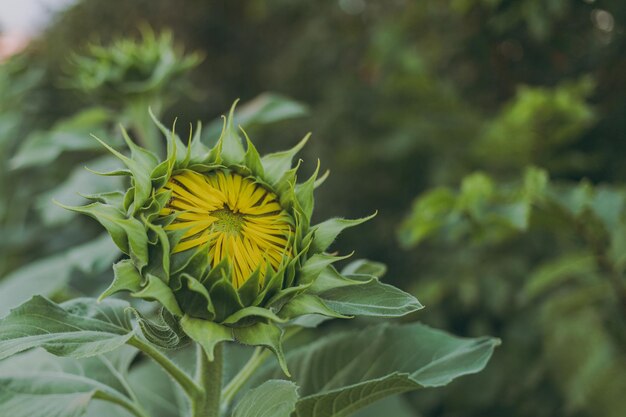 Grüne Sonnenblumen wachsen auf dem Feld