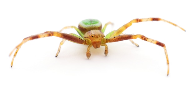 Grüne Spinne isoliert auf weißem Hintergrund.