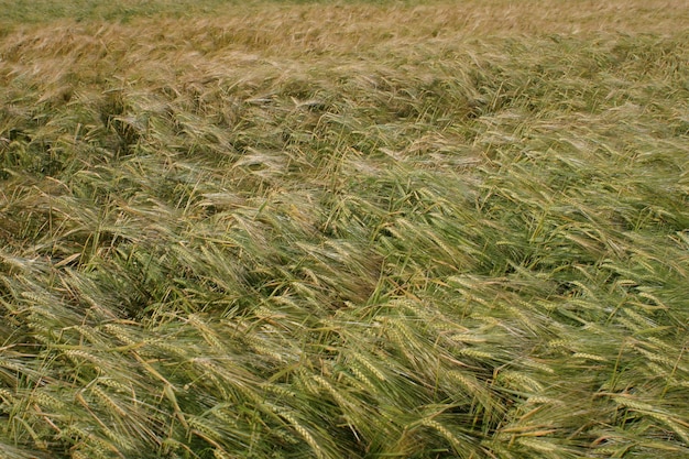 Grüne Spitzen im Feld.