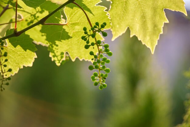 Grüne Sprossen der Traubenzweige, die im Frühlingsgarten im Weinberg wachsen