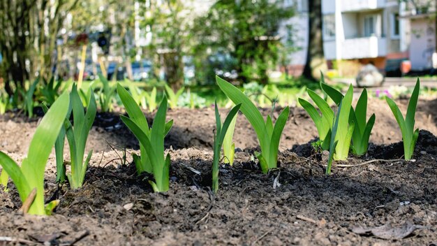 Grüne Sprossen einer Pflanze im Boden