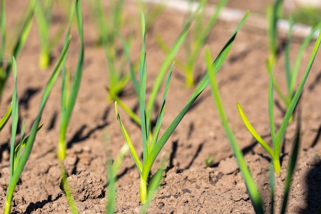 Grüne Sprossen von jungem Knoblauch im Garten