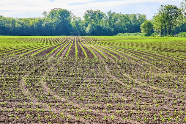 Foto grüne sprünge von pflanzen, die auf dem feld der bauern wachsen, mit einer luftaufnahme der skyline des waldes