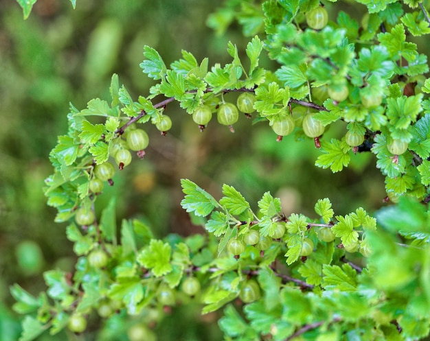 Grüne Stachelbeeren auf einem Busch im Garten eines Landhauses natürliches Licht Sommer