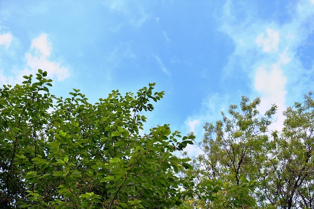 grüne Äste der Bäume gegen den Himmel