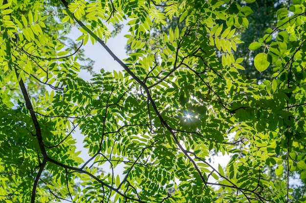 Grüne Äste in der hellen Sommersonne.