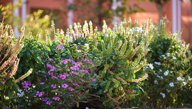 Grüne Sträucher mit hell blühenden Blumen, die im tropischen Park wachsen