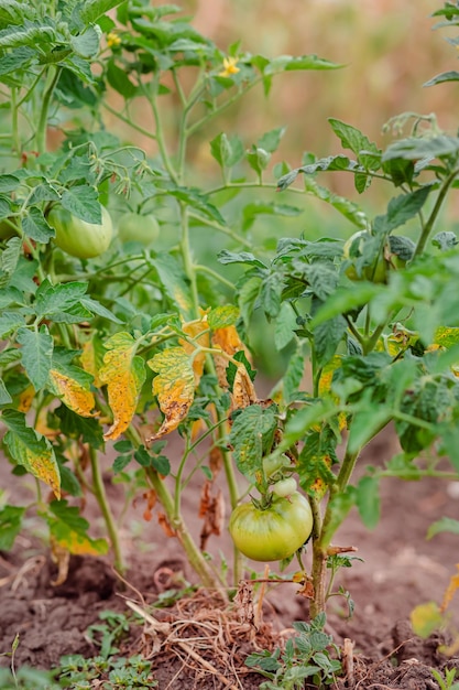 Grüne Strauchtomaten Tomaten auf Strauchtomaten wachsen auf den Zweigen Grünes Gemüse