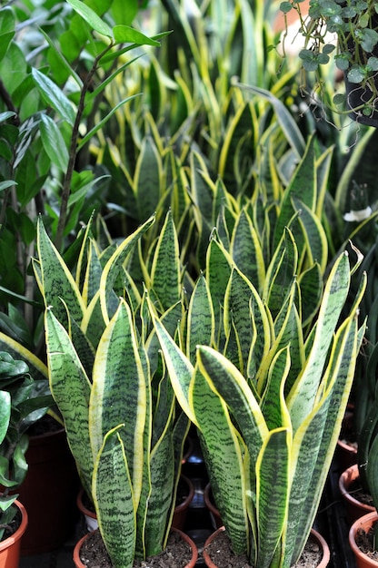 Grüne Sukkulente Sansevieria Tropische Zimmerpflanze in einem Blumenladen Grüne Blätter einer Pflanze mit gelben Streifen in Töpfen