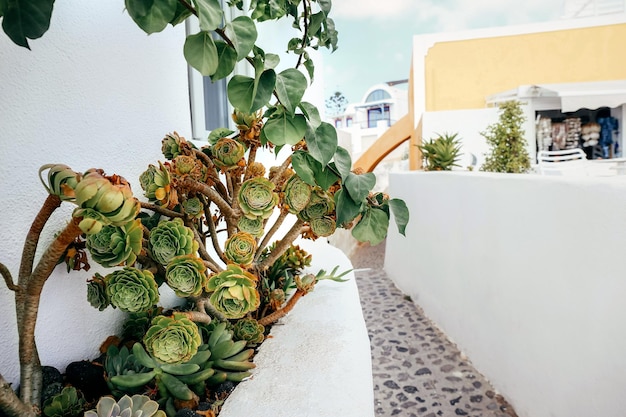 Grüne Sukkulenten im Blumenbeet auf der Insel Santorin Griechenland