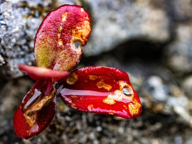 Grüne Sukkulenten-Natur-Makrofotografie scharf, um Effekt zu verwischen