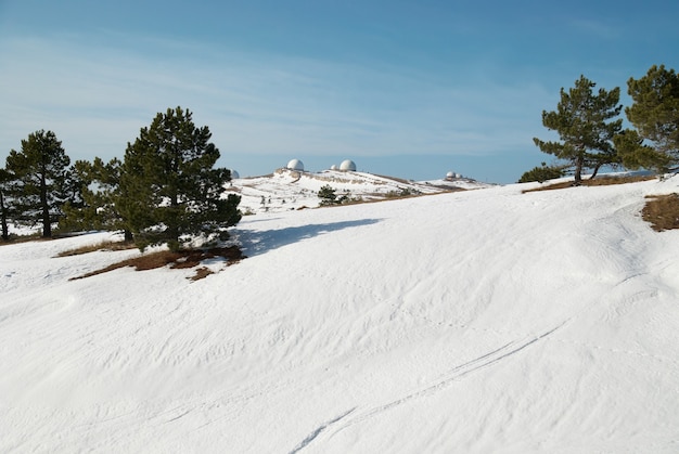 Grüne Tannen in den schneebedeckten Bergen