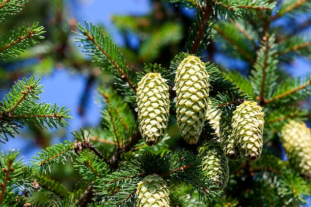 grüne Tannenzapfen auf einem Baum oder bei sonnigem Wetter schöne lange grüne Weihnachtszapfen