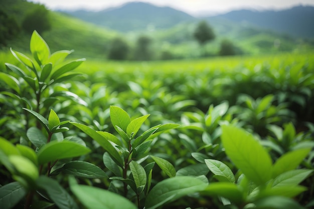 Grüne Tee Knospen und Blätter grüne Tee Plantagen am Morgen