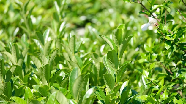 Grüne Teebüsche mit hellen Blütenblättern, die auf Plantagen im Hintergrund wachsen