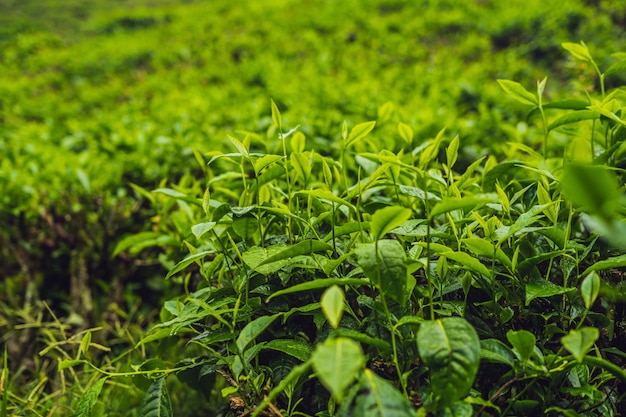 Grüne Teeknospe und frische Blätter. Teeplantagen