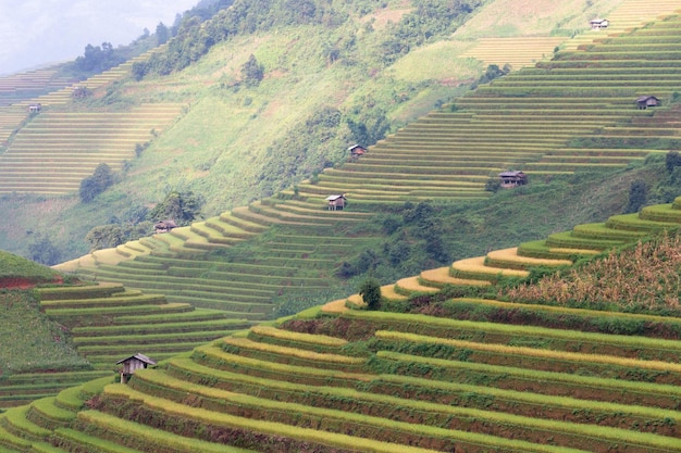 Grüne terrassierte Reisfelder in der Regenzeit bei Mu Cang Chai Vietnam