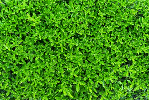 Grüne Textur der Blätter