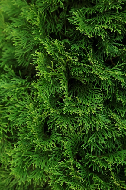 Grüne Thuja Nahaufnahme Foto Hintergrundbild Thuja-Hecke Textur Thuja-Blätter