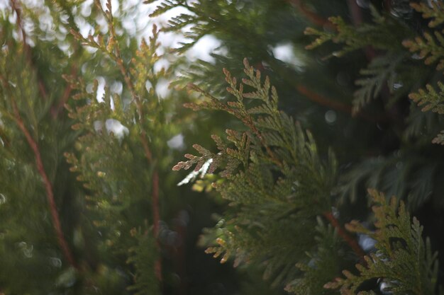 Grüne Thuja-Zweige Textur Gefrorene Pflanzen Wintersaison Walddetails Schönheit in der Winternatur