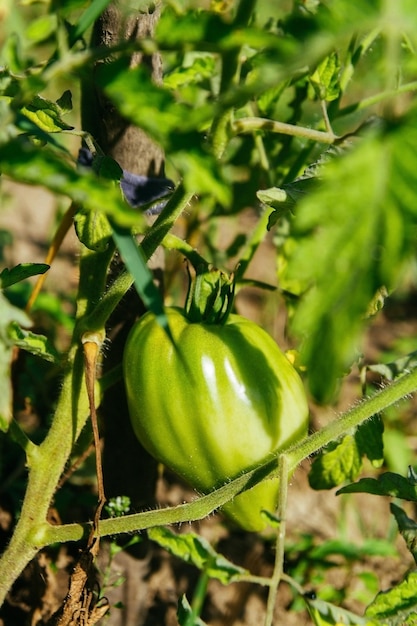 Grüne Tomate auf Busch Unreife Tomate auf dem Bett